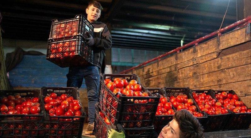 باران نبارید، گو‌جه‌فرنگی ۷۰ هزار تومان شد!
